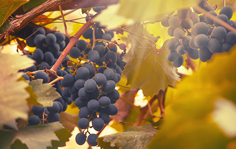 Zinfandel